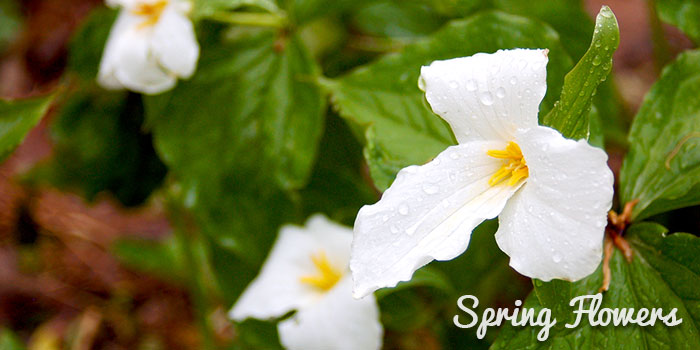 Spring Events