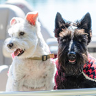 dog grooming