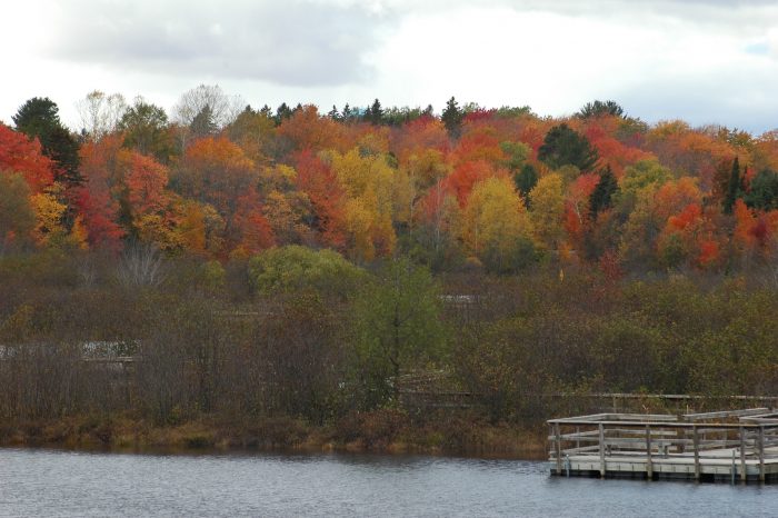 autumn colors